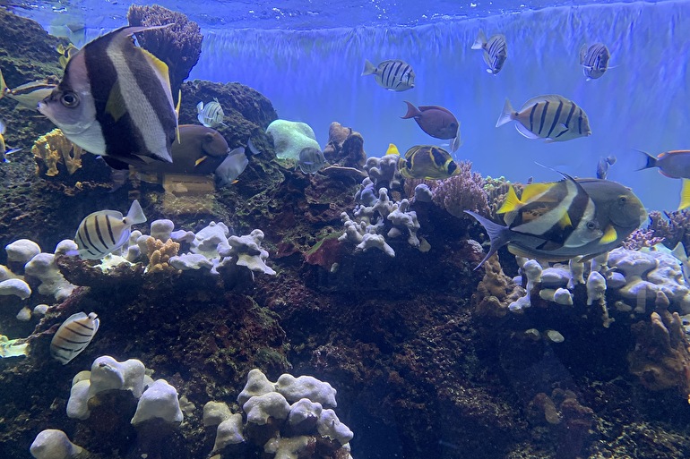 1:ハワイ固有の海洋生物